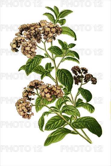 Heliotropium Peruvianum