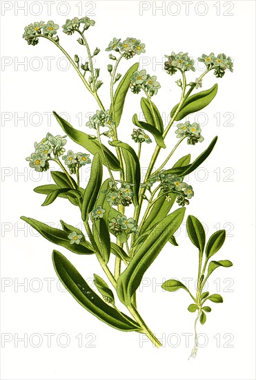 Myosotis Alpestris