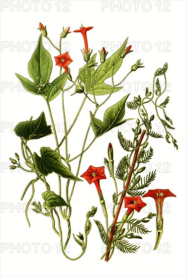 Ipomea Coccinea