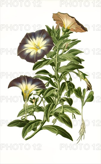 Convolvulus Tricolor