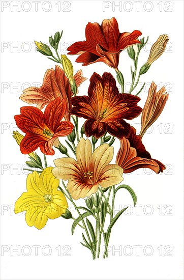 Salpiglossis Sinuata