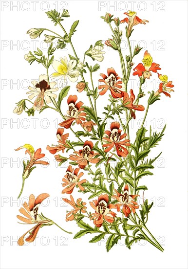 Schizanthus Pinnatus