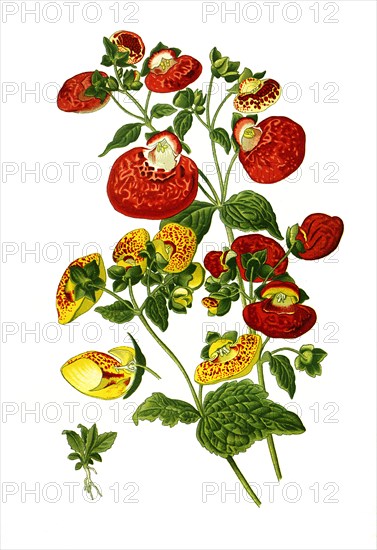 Calceolaria Hybrida