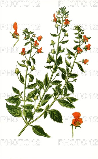 Alonsoa Incisifolia