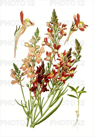 Linaria Bipartita