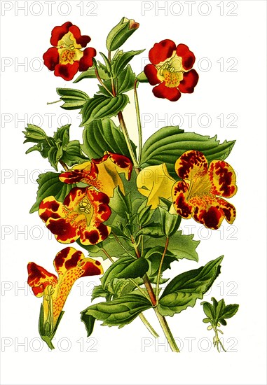 Mimulus Luteus Variegatus