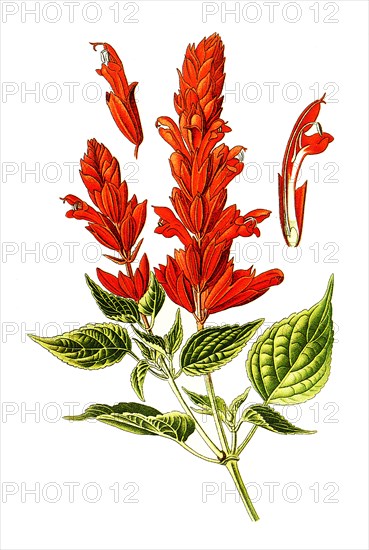 Salvia Splendens