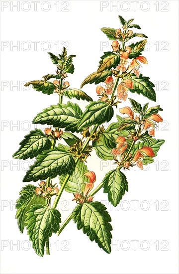 Lamium Maculatum