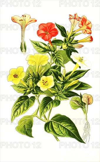 Mirabilis Jalapa