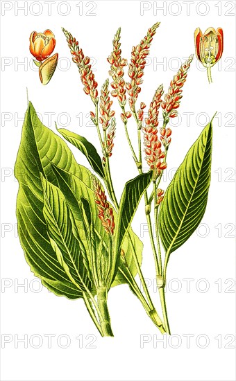 Polygonum Orientale