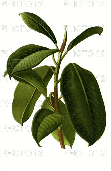 Ficus Eleastica