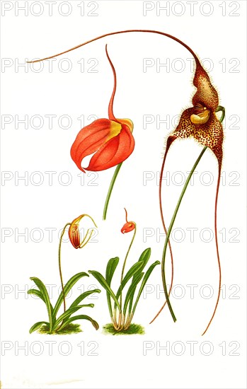 Masdevallias Coccinea