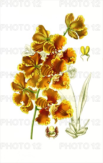 Oncidium Forbesii