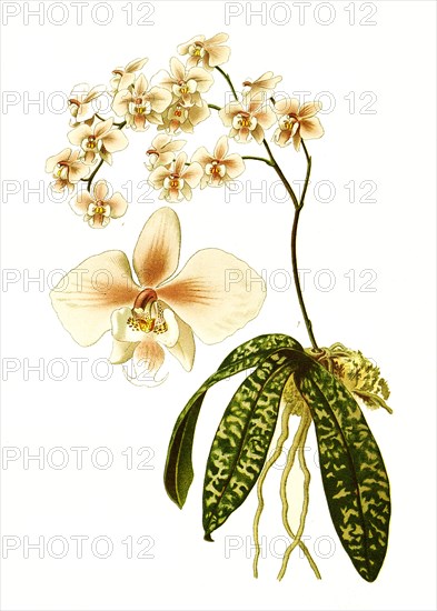 Phalaenopsis Schilleriana