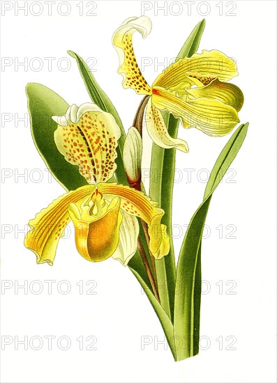 Cypripedium Insigne