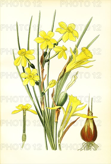 Narcissus Jonquilla