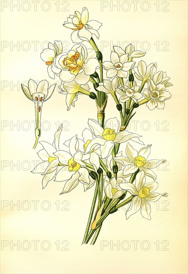 Narcissus Tazetta