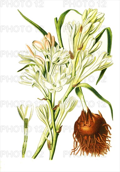 Polianthes Tuberosa