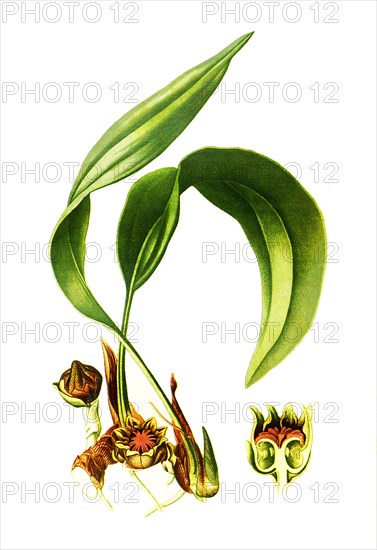 Aspidistra Lurida. Schusterpalme