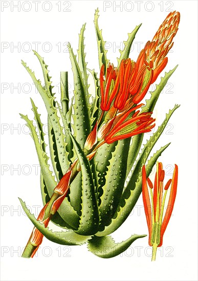 Aloe Arborescens