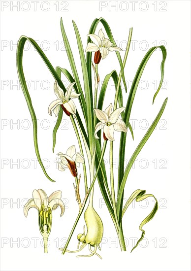 Brodiaea Triteleia Unifloara