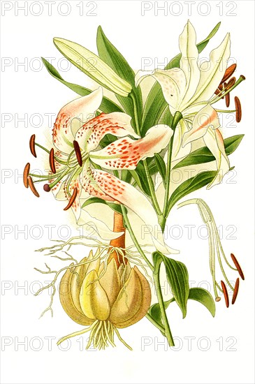 Lilium Speciosum