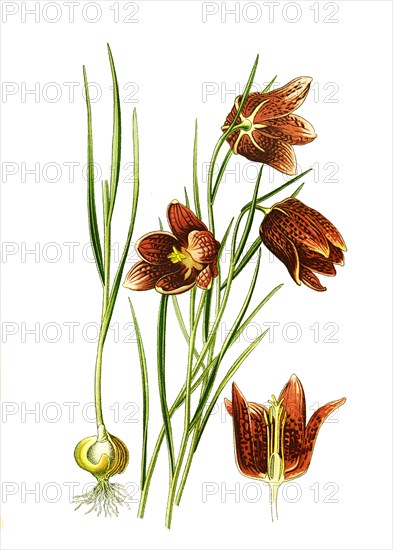 Fritillaria Meleagris