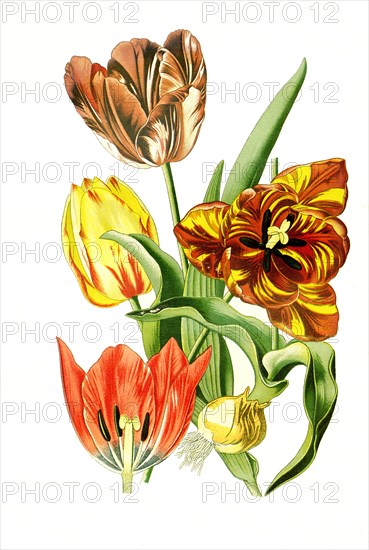 Tulipa Gesneriana