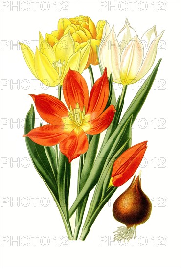 Tulipa Suaveolens