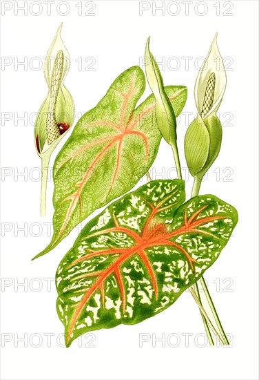 Caladium Bicolor