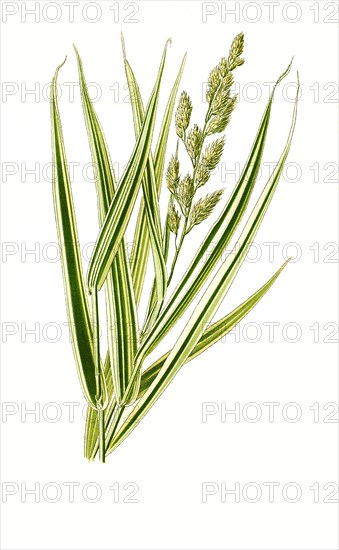 Phalaris Arundinacea Var Variegata