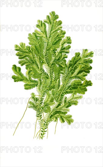 Selaginella Martensii