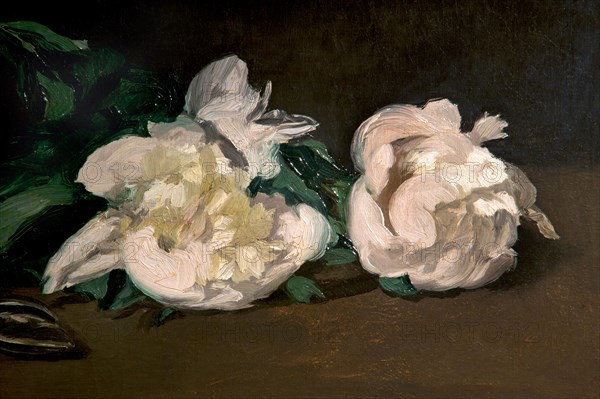 Branch of white peonies and scissors