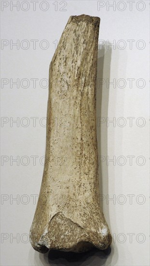 Diaphysis and distal epiphysis of horse tibia, Mousterian period