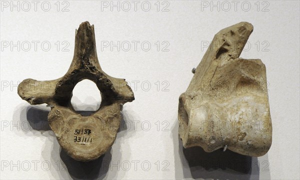 Vertebra and humerus of a deer, Mousterian period