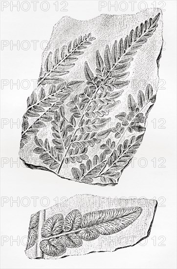 Fern fossils in coal