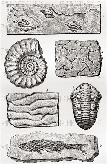 Fossils