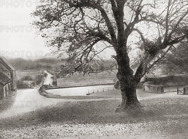 The Martyrs' Tree, a sycamore at Tolpuddle in Dorset,,