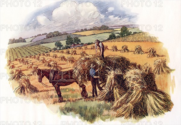 Harvesting at Tolpuddle, Dorset, England,