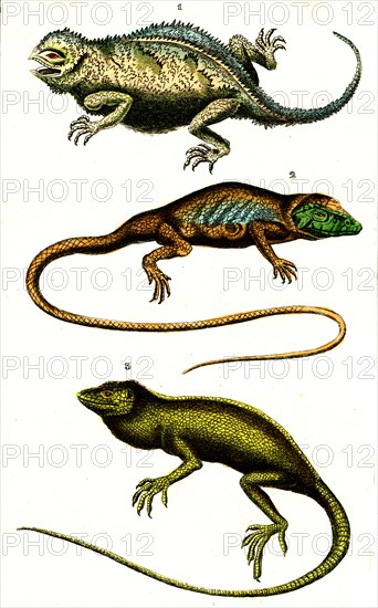 Lizards