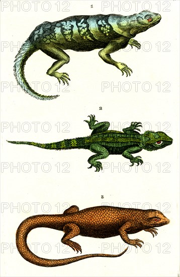 Lizards