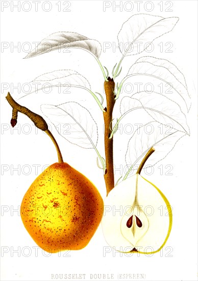French pear varieties