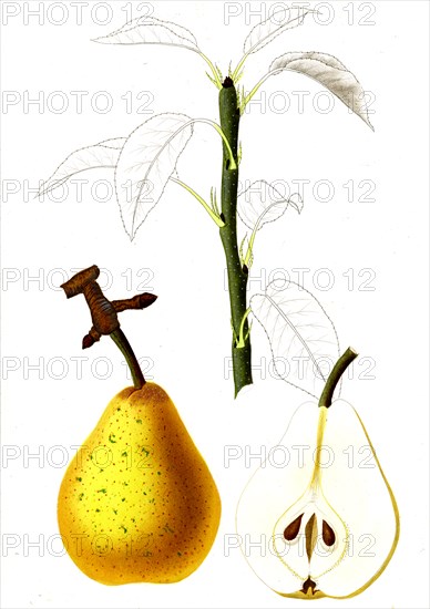 French pear varieties