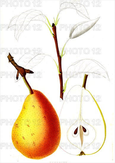 French pear varieties