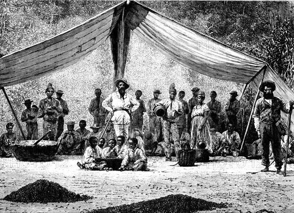 Coffee gatherers, brazil