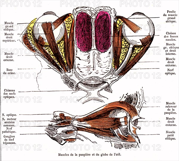 Muscles of the eyelid and the eye ball, 'life and health' by dr jules rengade paris, 1881