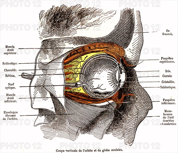 Vertical section of the orbit and the eye ball, ' life and health ' by dr jules rengade, paris, 1881