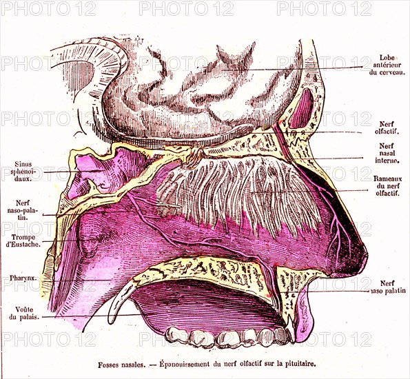 Nasal and olfactive nerve, ' life and health ' by dr jules rengade, paris 1881