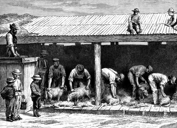 Clippers are very sharp, sheepshearer is very careful, to give confort to the sheeps. finer wools are used for strong wearing clothes or overcoats. 1886  australia sheepshearing