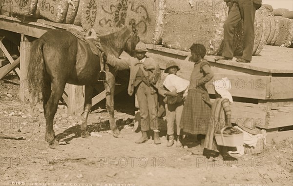 Group on a cotton plantation